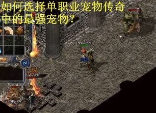 如何选择单职业宠物传奇中的最强宠物？